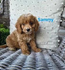 Adorable Minature Cockapoo puppies - Photo 4