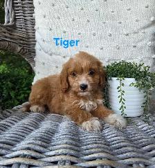 Adorable Minature Cockapoo puppies - Photo 5