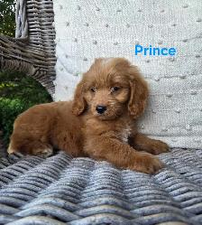 Adorable Minature Cockapoo puppies - Photo 6
