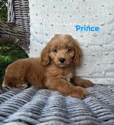 Adorable Minature Cockapoo puppies - Photo 7