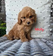 Adorable Minature Cockapoo puppies - Photo 8