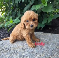 Adorable Minature Cockapoo puppies - Photo 9