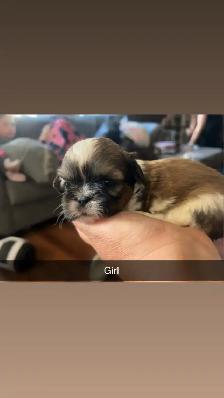 Our Shih Tzu Babies Have Arrived!!