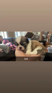 Our Shih Tzu Babies Have Arrived!! - Photo 3