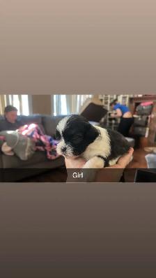 Our Shih Tzu Babies Have Arrived!! - Photo 4