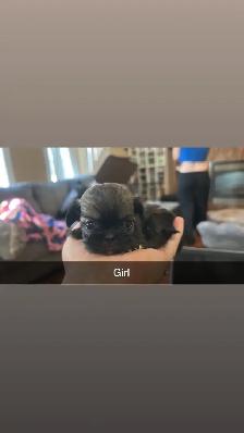 Our Shih Tzu Babies Have Arrived!! - Photo 5