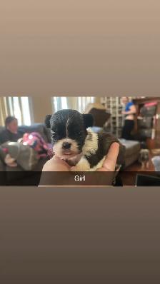 Our Shih Tzu Babies Have Arrived!! - Photo 6