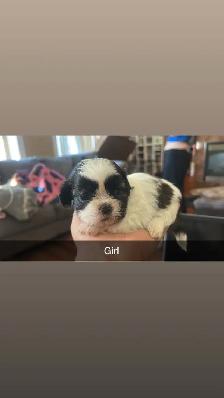 Our Shih Tzu Babies Have Arrived!! - Photo 7