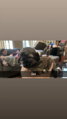 Our Shih Tzu Babies Have Arrived!! - Photo 8