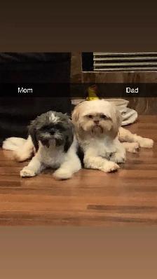 Our Shih Tzu Babies Have Arrived!! - Photo 9