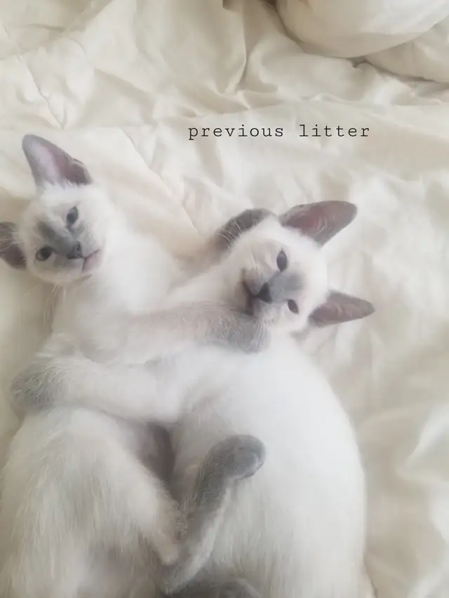 Siamese kittens