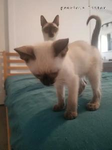 Siamese kittens - Photo 4