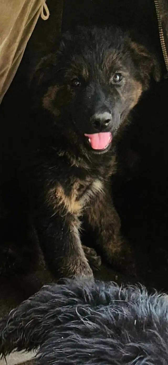Lab, hound and sheppard puppies for sale