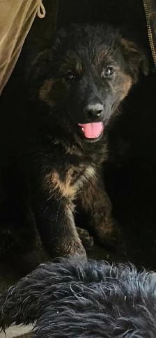 Lab, hound and sheppard puppies for sale
