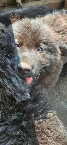 Lab, hound and sheppard puppies for sale - Photo 2