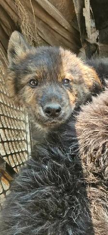Lab, hound and sheppard puppies for sale - Photo 3
