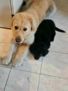 Lab, hound and sheppard puppies for sale - Photo 4