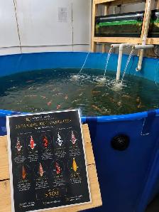 Japanese Koi