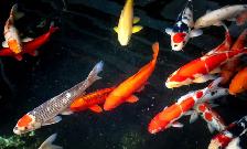 Beautiful Koi Sale at TT PETS