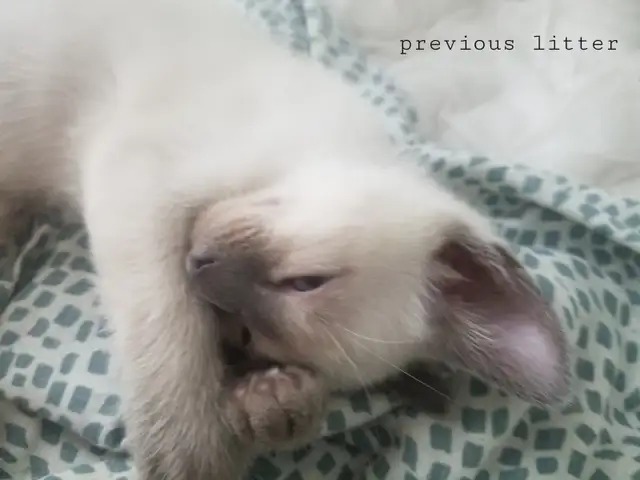 Chocolate/seal point siamese