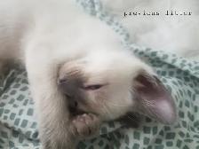 Chocolate/seal point siamese