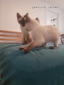 Chocolate/seal point siamese - Photo 4
