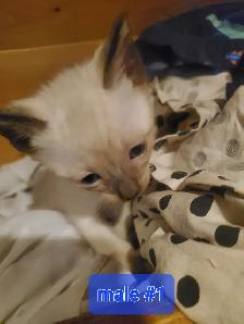Chocolate/seal point siamese - Photo 8