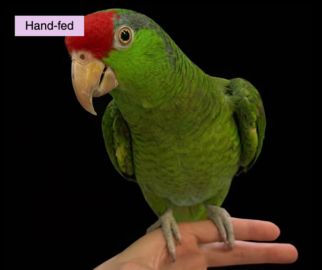 Red-crowned Amazon Parrot Baby sale at TT PETS