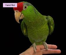 Red-crowned Amazon Parrot Baby sale at TT PETS