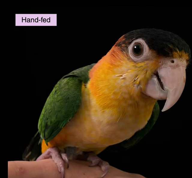 White-bellied Caique Bay sale at TT PETS