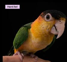 White-bellied Caique Bay sale at TT PETS