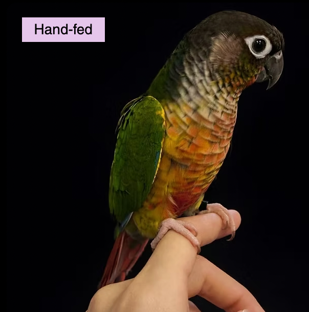 Yellow-side Green-cheeked Conure Baby sale at TT PETS