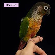 Yellow-side Green-cheeked Conure Baby sale at TT PETS