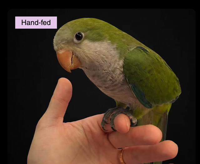 Quaker Parrot (Normal Green) Baby sale at TT Pets