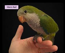 Quaker Parrot (Normal Green) Baby sale at TT Pets