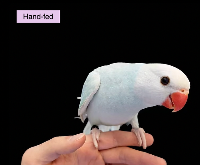 Indian Ringneck(Pallid Blue) Baby sale at TT Pets