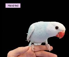 Indian Ringneck(Pallid Blue) Baby sale at TT Pets