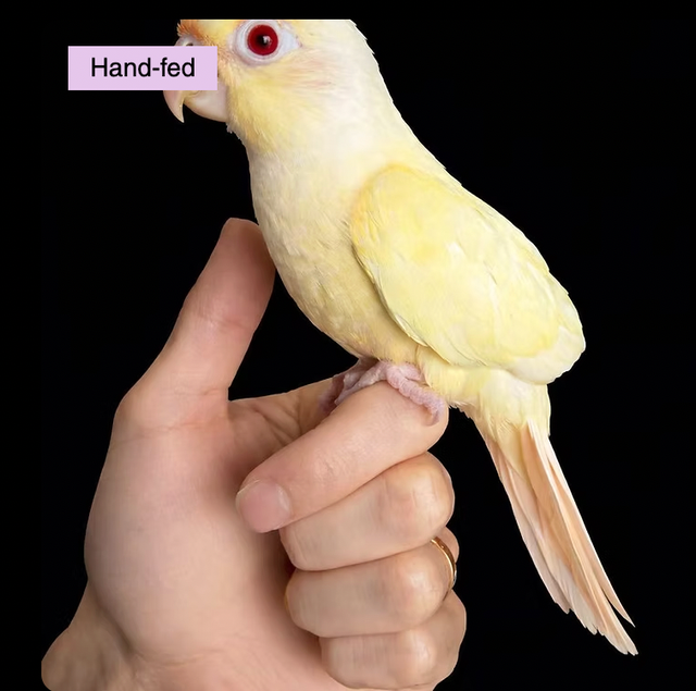 Creamino (Pallid Lutino) Green-cheeked Conure Baby at TT PETS
