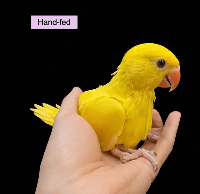 Yellow(Lutino) Indian Ringneck Parakeet Baby Sale at TT PETS