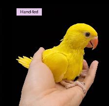Yellow(Lutino) Indian Ringneck Parakeet Baby Sale at TT PETS
