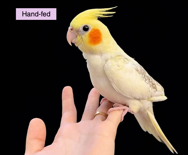 Lutino Pearl Cockatiel Baby sale at TT PETS