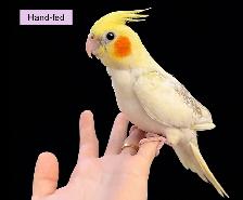 Lutino Pearl Cockatiel Baby sale at TT PETS