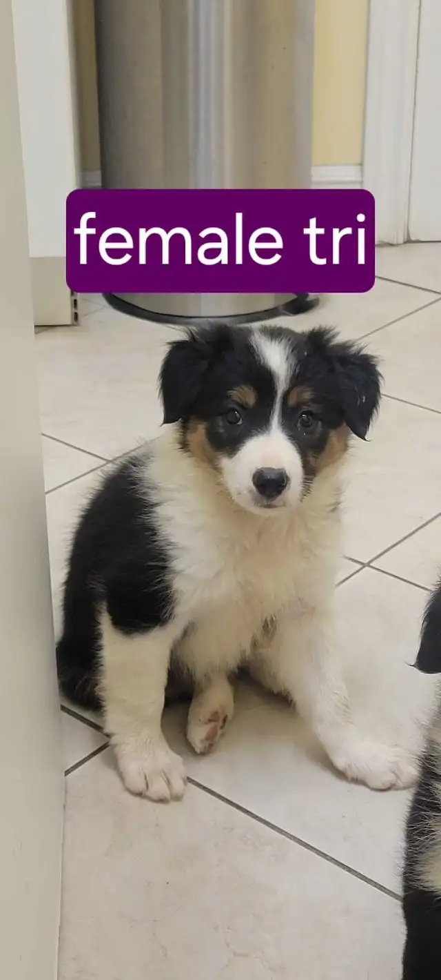 Beautiful Border Collie puppies for sale