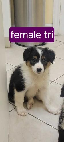 Beautiful Border Collie puppies for sale