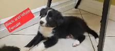 Beautiful Border Collie puppies for sale - Photo 2