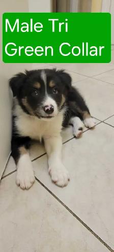 Beautiful Border Collie puppies for sale - Photo 3