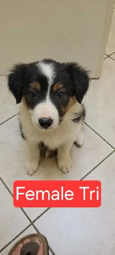 Beautiful Border Collie puppies for sale - Photo 4