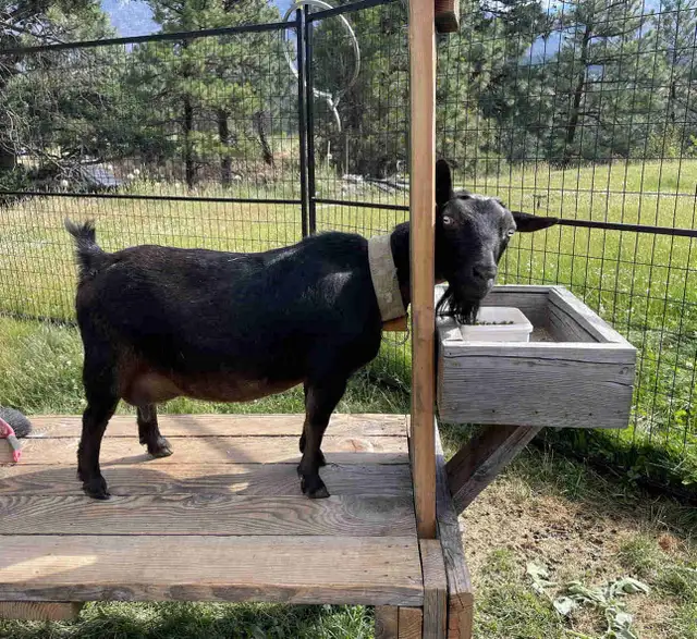Nigerian Goat