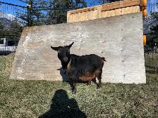 Nigerian Goat - Photo 5