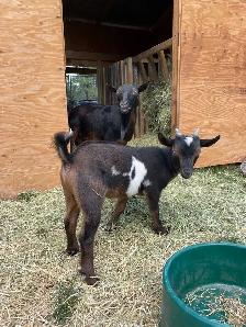 Nigerian Goat - Photo 6